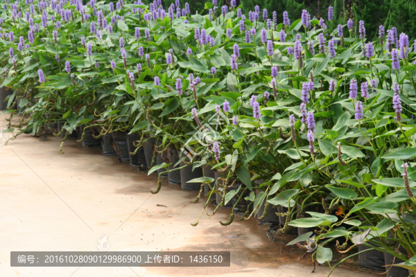 路邊綠化