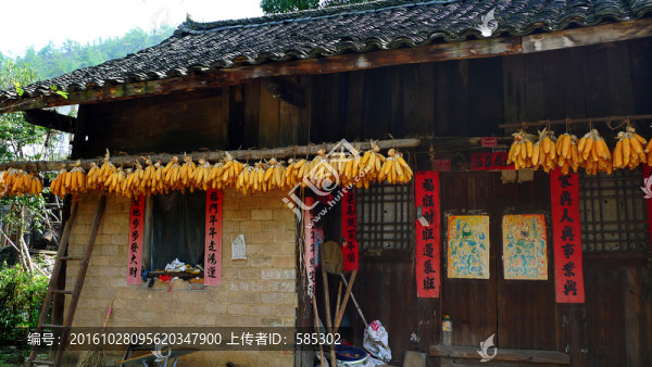 農(nóng)家院屋檐下晾曬的包谷