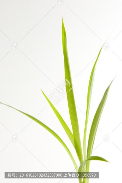 蘭草