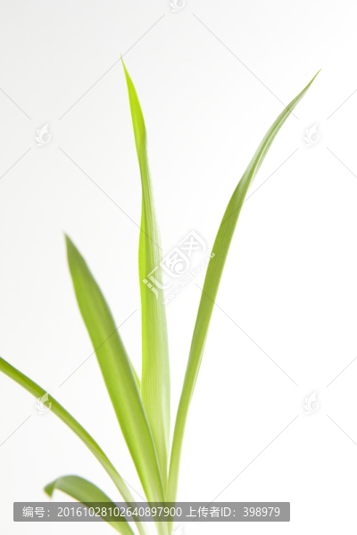 蘭草