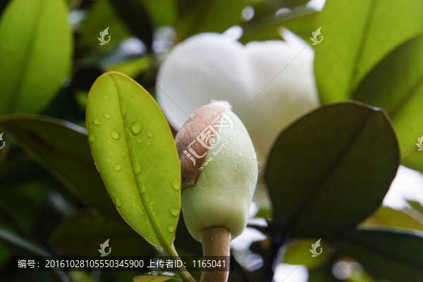 玉蘭花