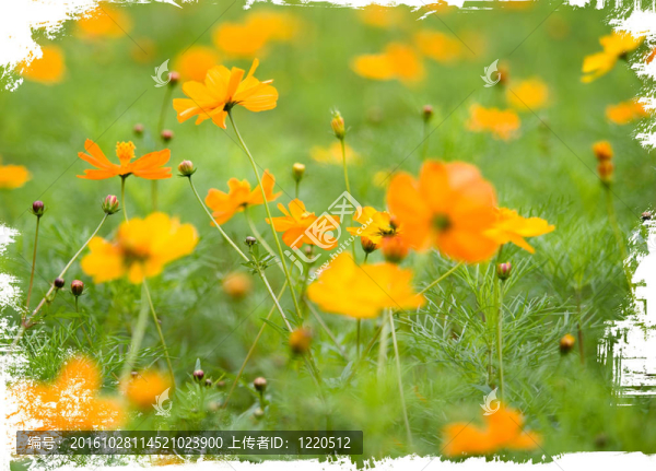 橙白色森林