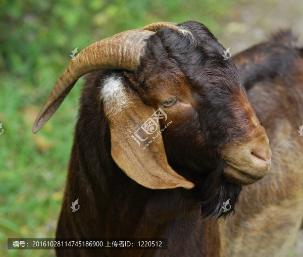 波爾巴克肖像外