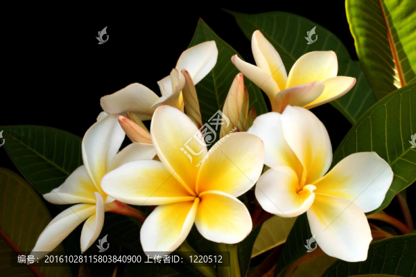 雞蛋花