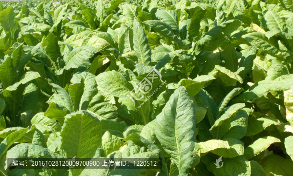 尼斯和綠色鼻煙植物大葉