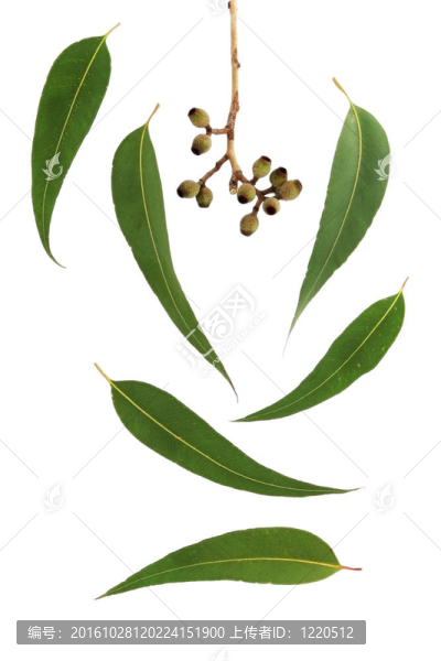 口香糖葉設(shè)計(jì)元素