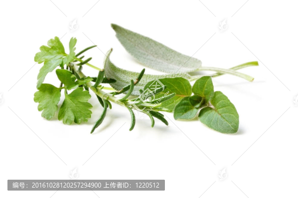 新鮮采摘的草藥
