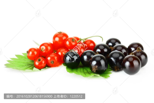 黑和紅醋栗