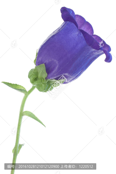 風(fēng)鈴草