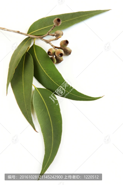 桉葉