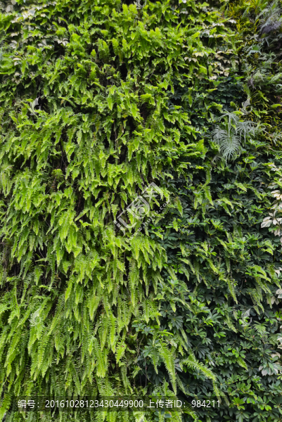 植物墻,植物背景