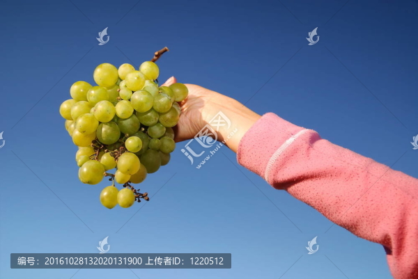 女性手持葡萄簇