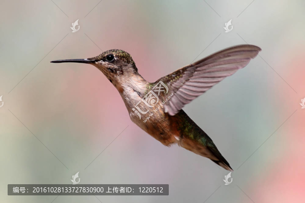 紅寶石喉蜂鳥在飛行