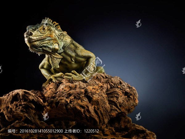 Woody,Dragon。