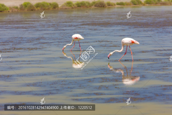 火烈鳥；公園區(qū)域de,Camargue；普羅旺斯；法國