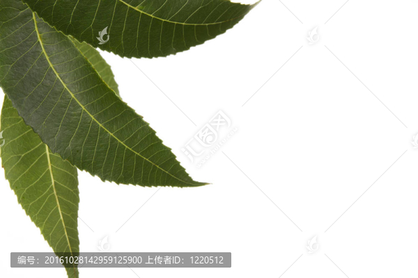 三株核桃樹的葉子