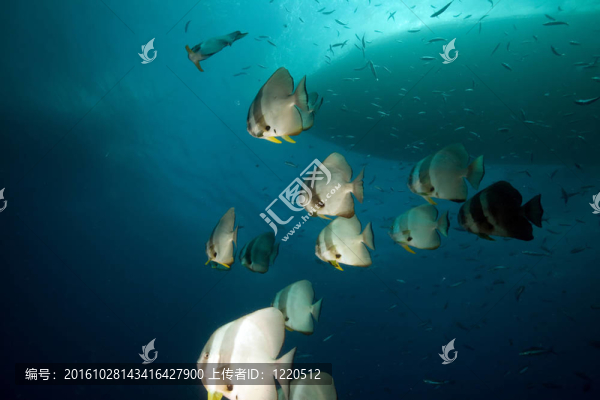 在thistlegorm破壞Spadefish。