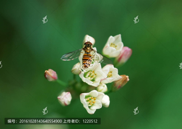 蜜蜂