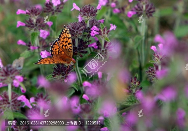 高Brown,Butterfly