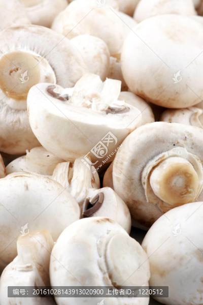 蘑菇