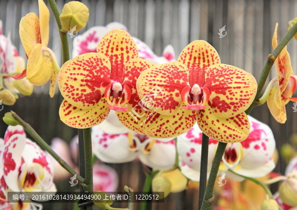 蘭花