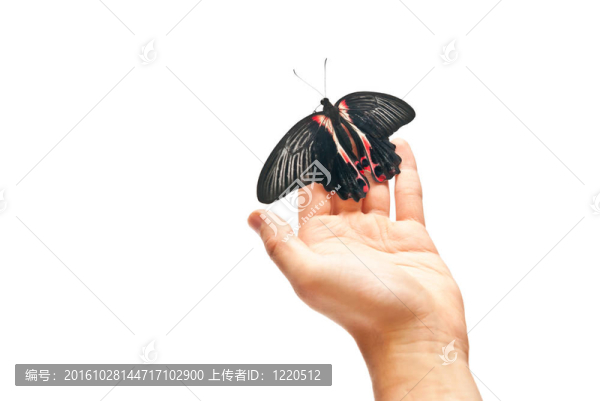 蝴蝶的手