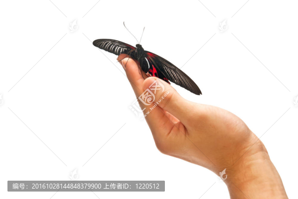 蝴蝶的手