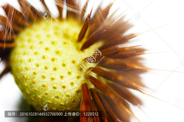 蒲公英