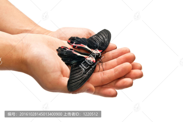 蝴蝶和手
