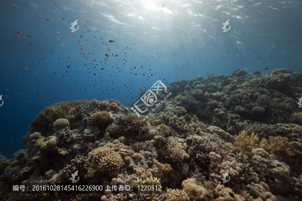 紅海的珊瑚和魚。