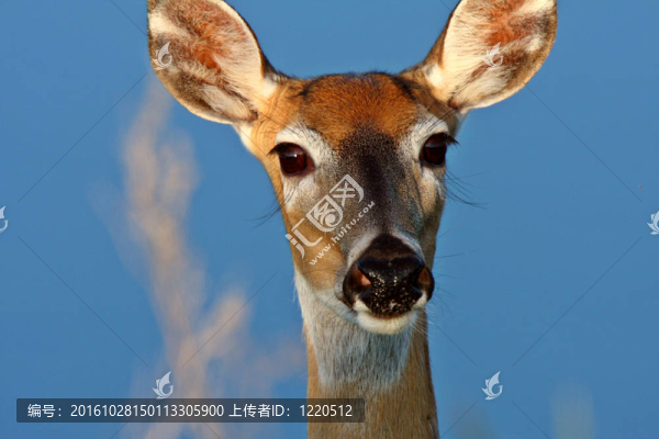 特寫(xiě)鏡頭的白尾鹿母鹿