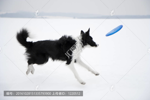 狗和飛盤