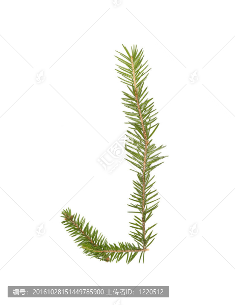 云杉樹枝形成字母J