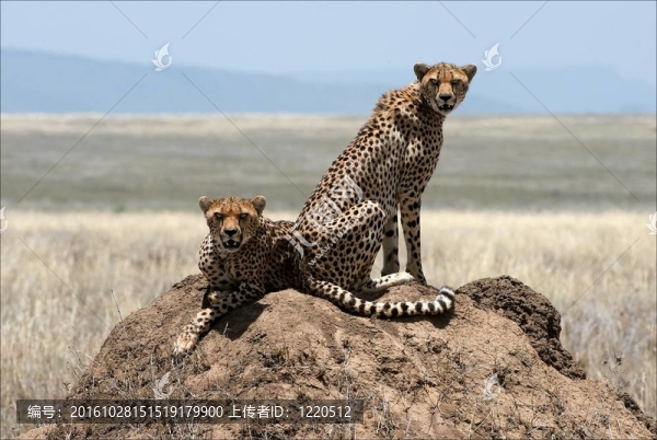 兩只獵豹。
