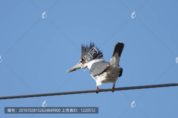 架空線束帶翠鳥