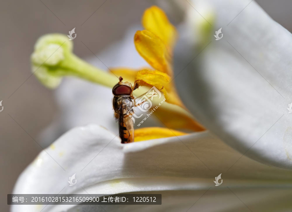 鼠尾蛆