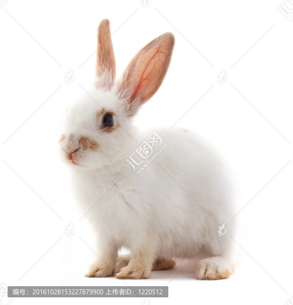 白色的小兔子