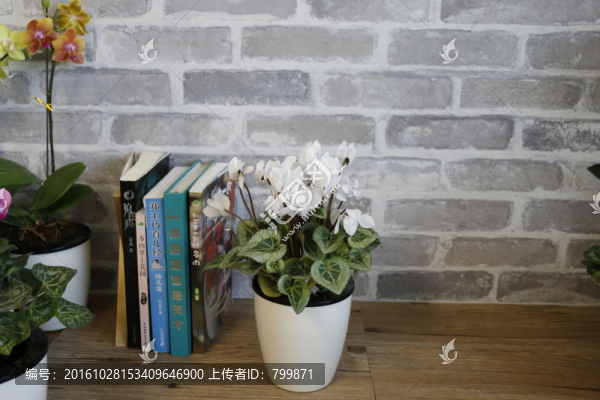 辦公室綠植