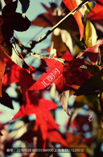 紅色的秋