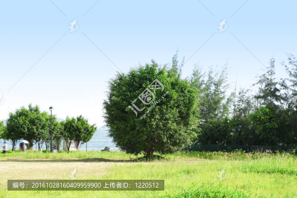 樹