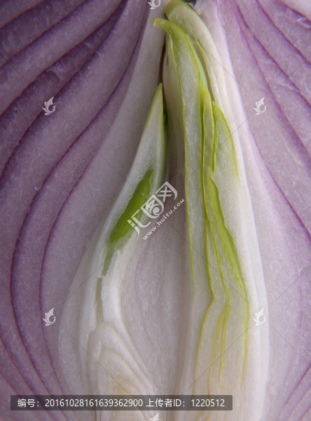 紅洋蔥特寫