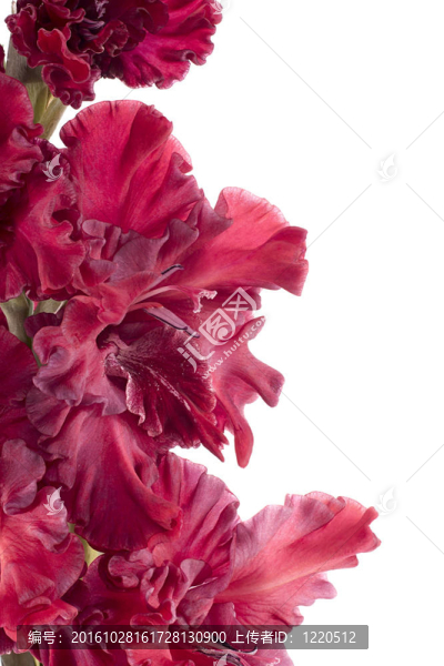 唐菖蒲
