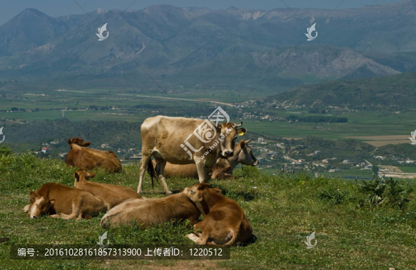 Albanian牛