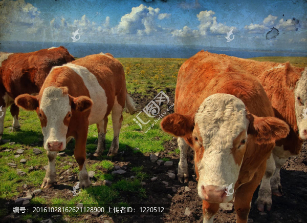 充滿活力的牛/牛的股票照片看海洋