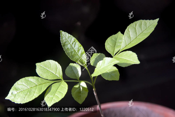 植物生長