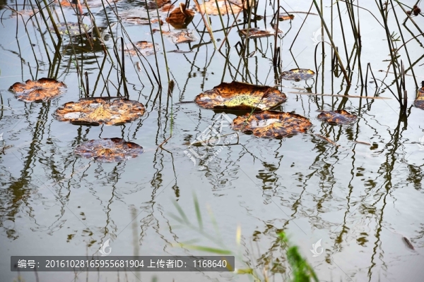 殘荷別樣美