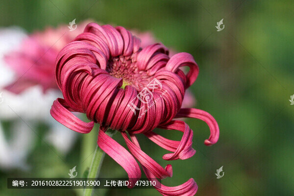 菊花,鮮花,花,花卉,菊展,秋