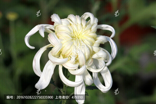 菊花,鮮花