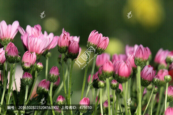 菊花,鮮花,花,花卉,菊展,秋