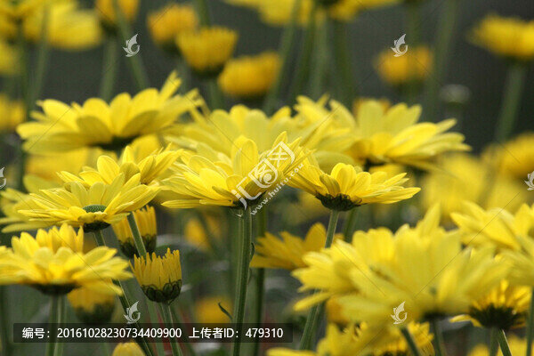 菊花,鮮花,花,花卉,菊展,秋